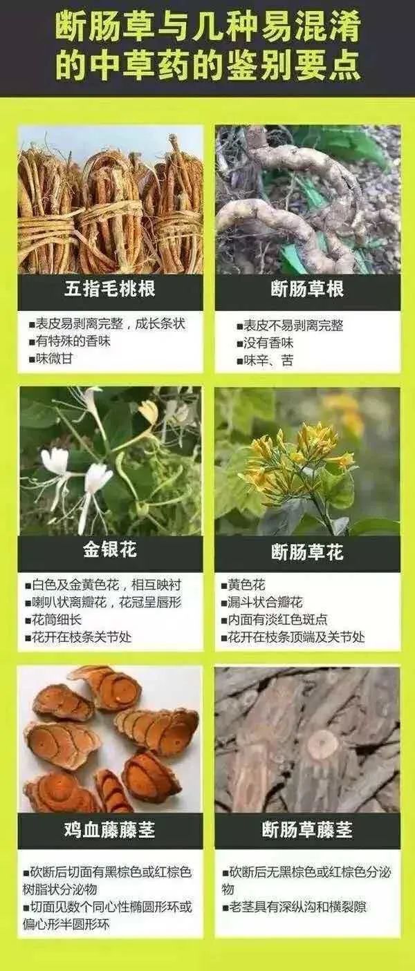 断肠草.jpg