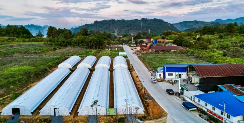 树立和践行正确政绩观 白石镇:特色农业筑基石 实干兴镇促共富1.jpg