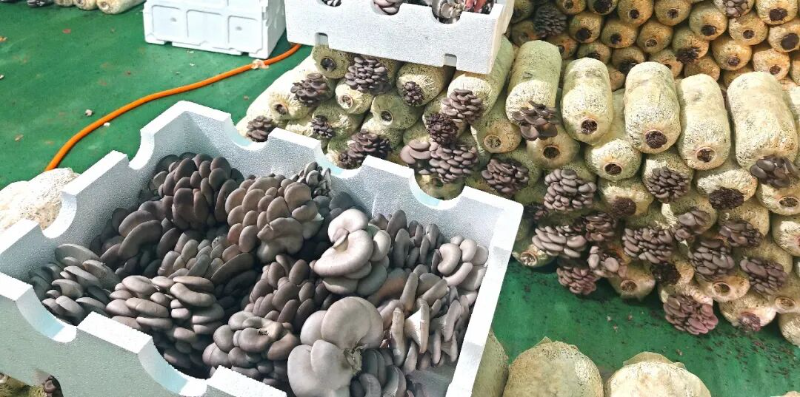树立和践行正确政绩观 白石镇:特色农业筑基石 实干兴镇促共富2.jpg