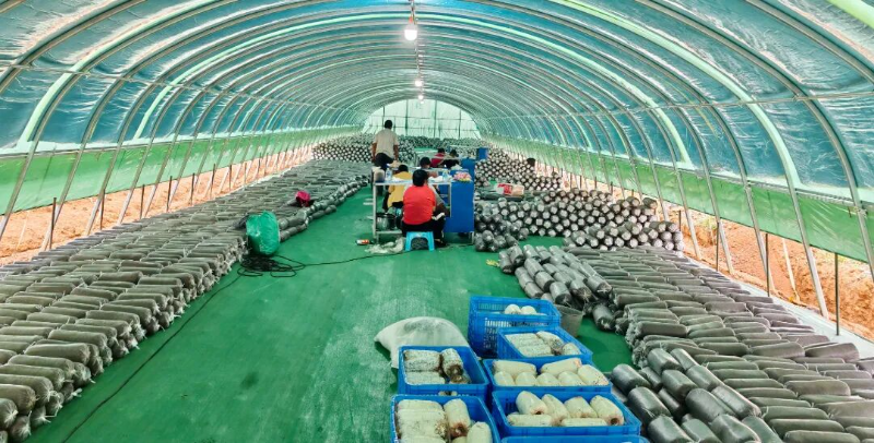 树立和践行正确政绩观 白石镇:特色农业筑基石 实干兴镇促共富3.jpg