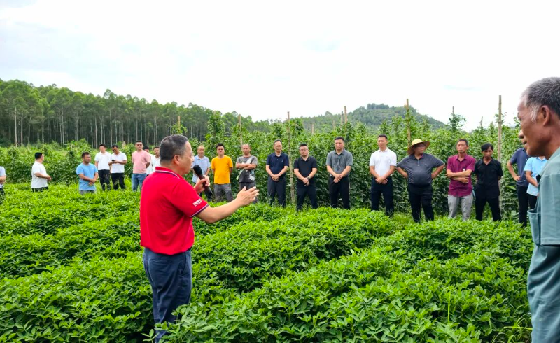 聚焦百千万工程  首批种植收益发放！长来镇豇豆产业焕发新活力1.jpg