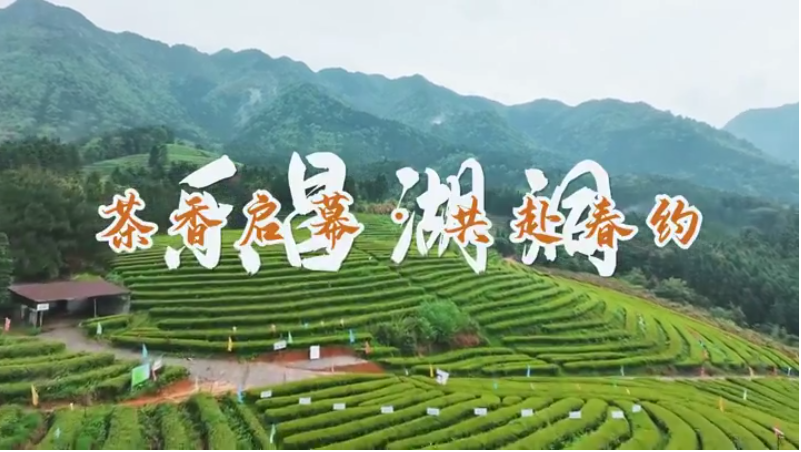 开茶啦！茶香启幕·共赴春约——来乐昌喝一杯好茶！