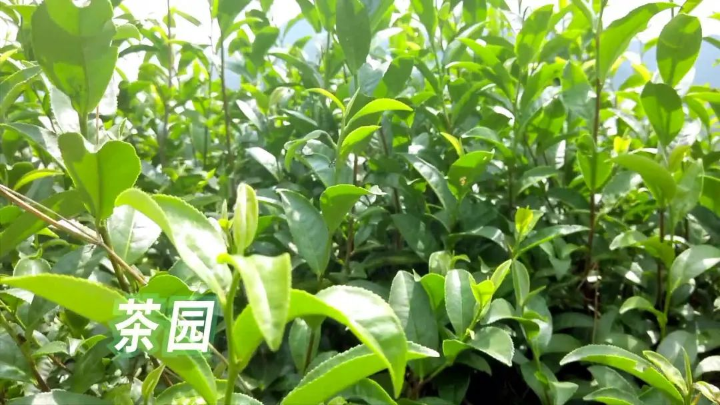 已编辑图片