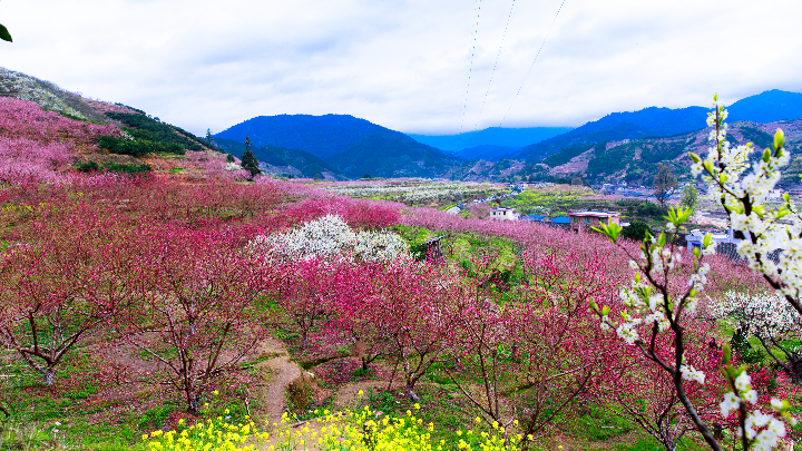 1九峰花海-潘华刚(1).jpg